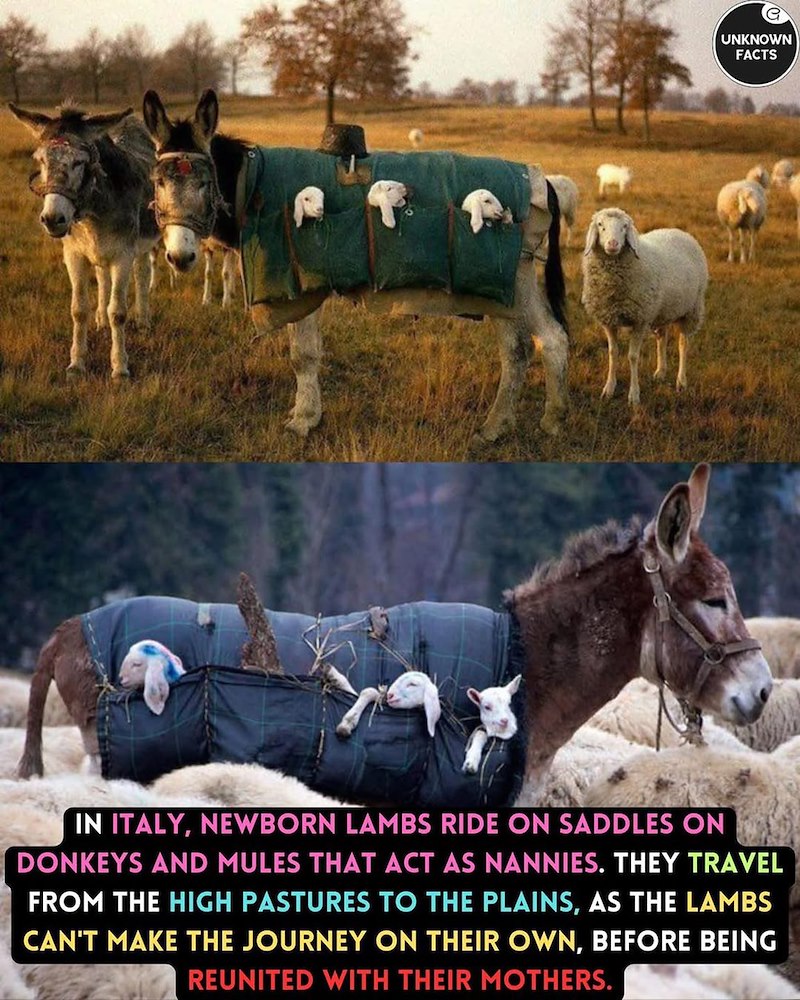 UNKNOWN FACTS IN ITALY, NEWBORN LAMBS RIDE ON SADDLES ON DONKEYS AND MULES THAT ACT AS NANNIES. THEY TRAVEL FROM THE HIGH PASTURES TO THE PLAINS, AS THE LAMBS CAN'T MAKE THE JOURNEY ON THEIR OWN, BEFORE BEING REUNITED WITH THEIR MOTHERS.