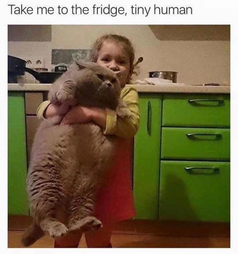 Take me to the fridge, tiny human