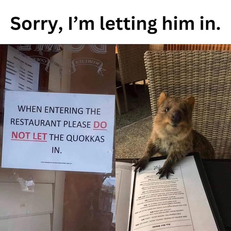 Sorry, I'm letting him in. ROTTEST LAND ONDAY UESDAY EDNESDAY HURSDAY RIDAY INNER AT 100 100m 130m-10pm 100 WHEN ENTERING THE RESTAURANT PLEASE DO NOT LET THE QUOKKAS IN. SHINIC AVC TY