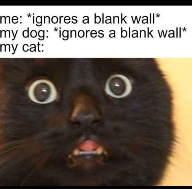 me: *ignores a blank wall* my dog: *ignores a blank wall* my cat:
