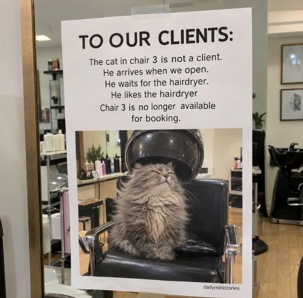 TO OUR CLIENTS: The cat in chair 3 is not a client. He arrives when we open. He waits for the hairdryer. He likes the hairdryer Chair 3 is no longer available for booking. dailyministories
