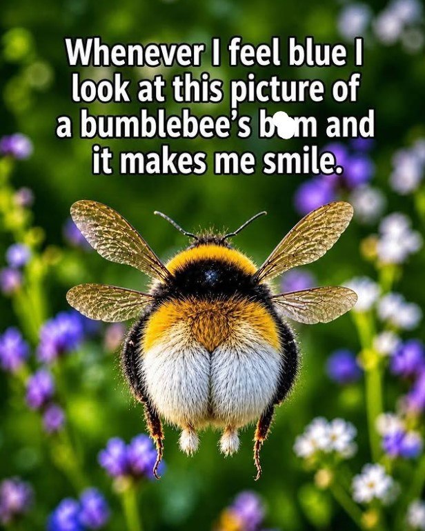 Whenever I feel blue I look at this picture of a bumblebee's bom and it makes me smile.