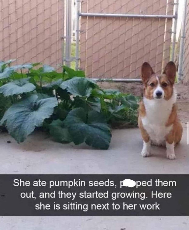 She ate pumpkin seeds, pped them out, and they started growing. Here she is sitting next to her work