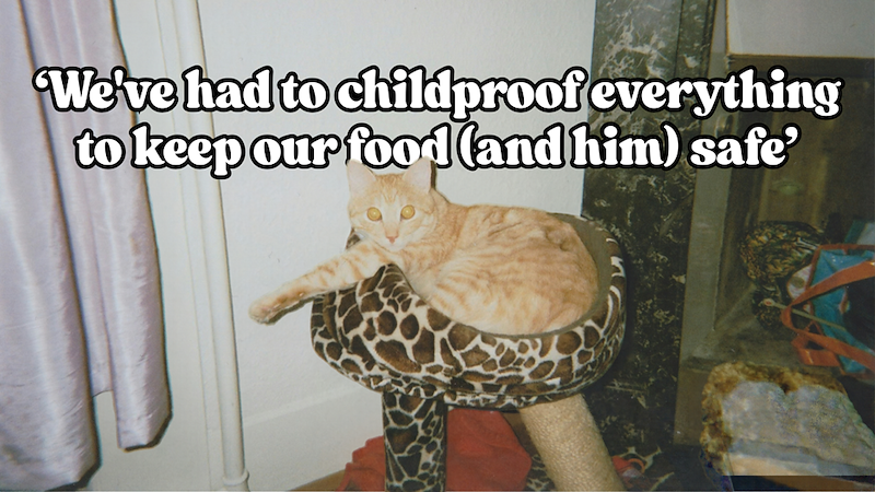 We've had to childproof everything to keep our food (and him) safe'
