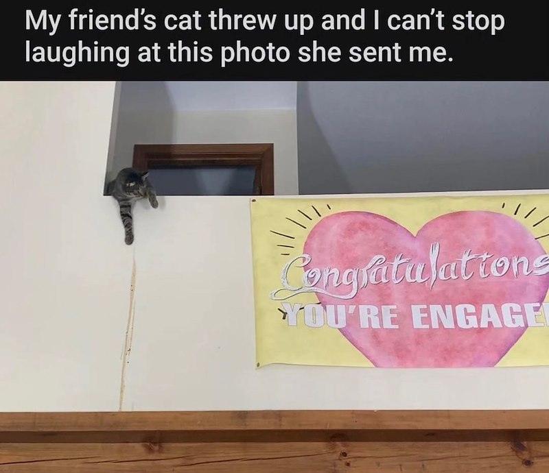 My friend's cat threw up and I can't stop laughing at this photo she sent me. Congratulations YOU'RE ENGAGE
