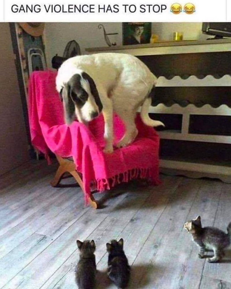 GANG VIOLENCE HAS TO STOP