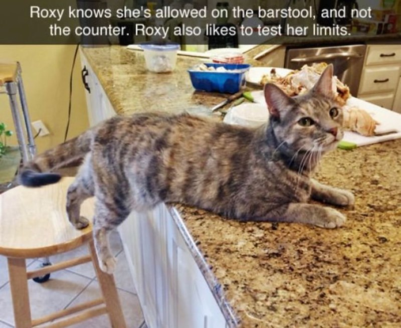 Roxy knows she's allowed on the barstool, and not the counter. Roxy also likes to test her limits.