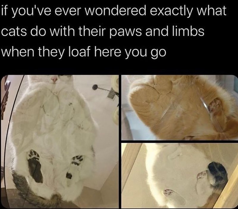if you've ever wondered exactly what cats do with their paws and limbs when they loaf here you go