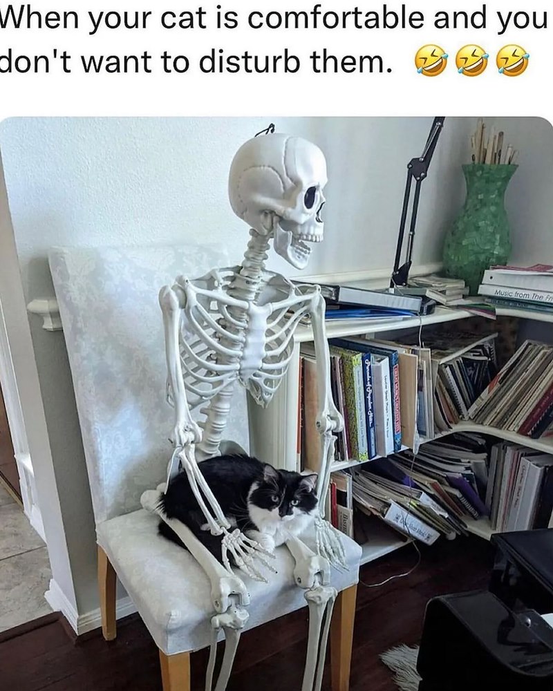 When your cat is comfortable and you don't want to disturb them. Music from The Fr