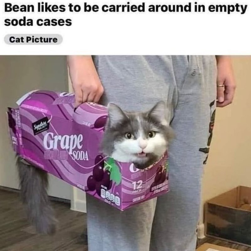 Bean likes to be carried around in empty soda cases Cat Picture Spratere Grape SODA BARB 12 PACK