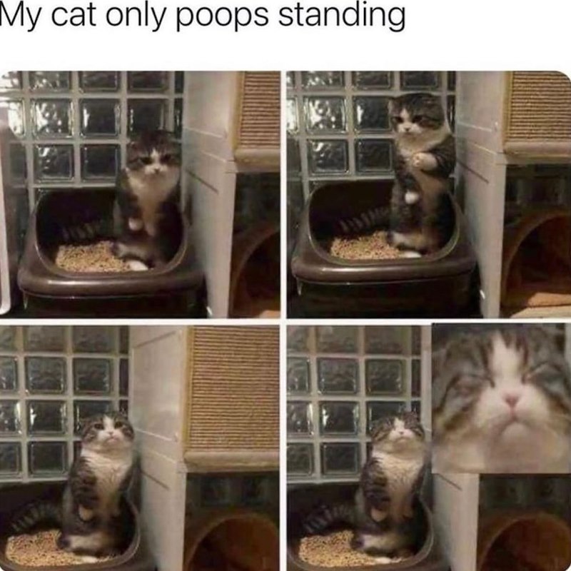My cat only poops standing