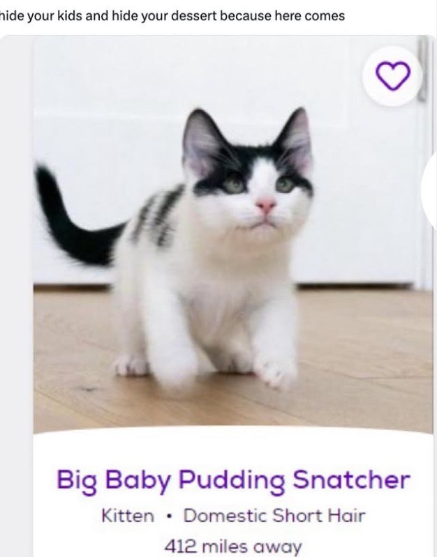hide your kids and hide your dessert because here comes Big Baby Pudding Snatcher . Kitten Domestic Short Hair 412 miles away