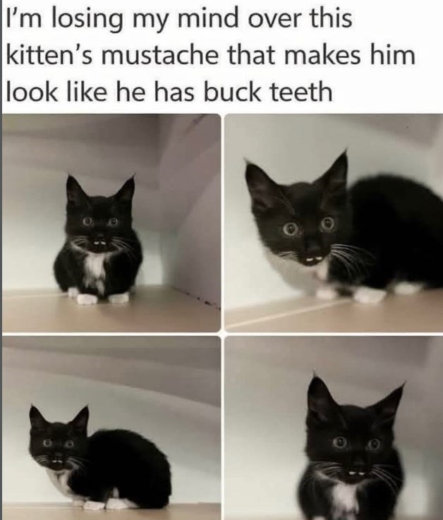 I'm losing my mind over this kitten's mustache that makes him look like he has buck teeth 9
