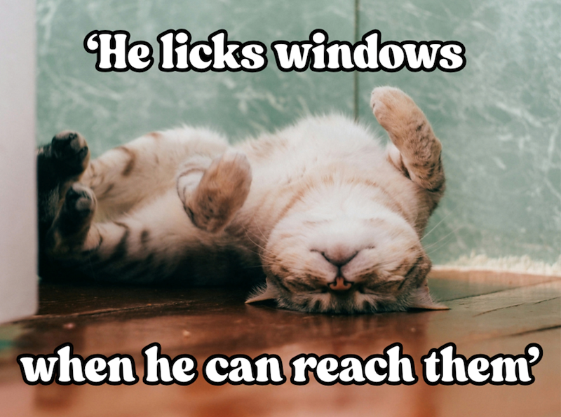 'He licks windows when he can reach them