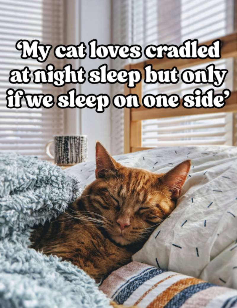 My cat loves cradled at night sleep but only if we sleep on one side'