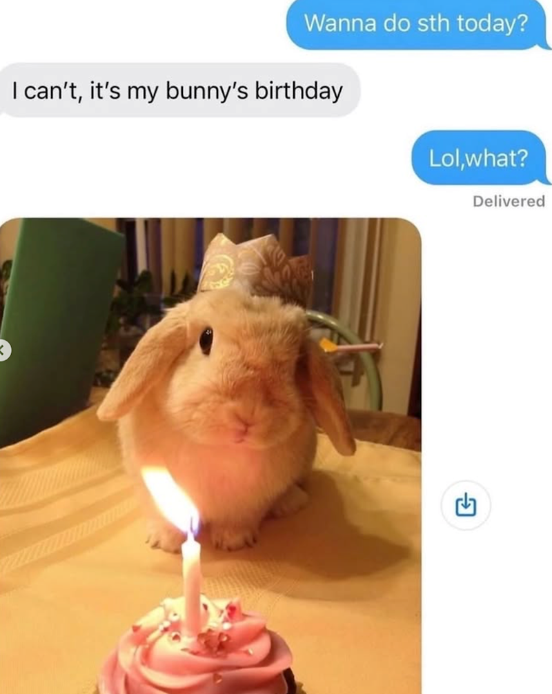 Wanna do sth today? I can't, it's my bunny's birthday Lol,what? Delivered ☑