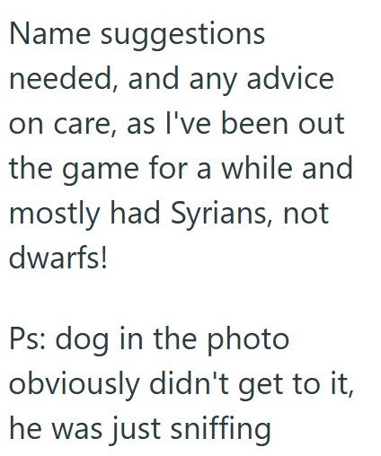 Name suggestions needed, and any advice on care, as I've been out the game for a while and mostly had Syrians, not dwarfs! Ps: dog in the photo obviously didn't get to it, he was just sniffing