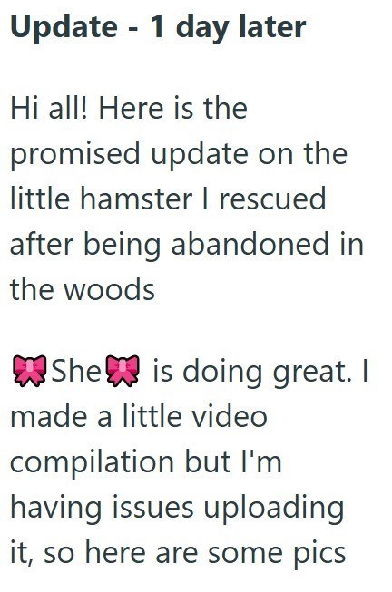 Update - 1 day later Hi all! Here is the promised update on the little hamster I rescued after being abandoned in the woods She is doing great. I Imade a little video compilation but I'm having issues uploading it, so here are some pics