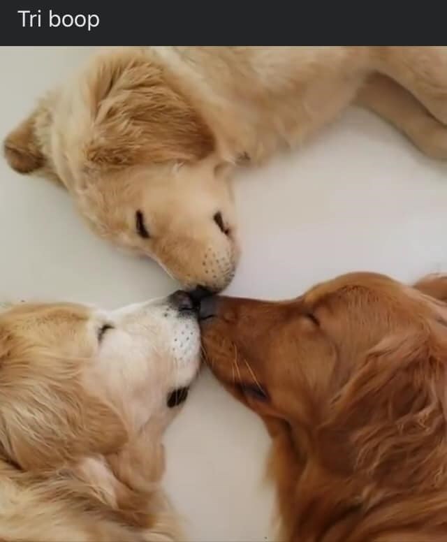 Tri boop