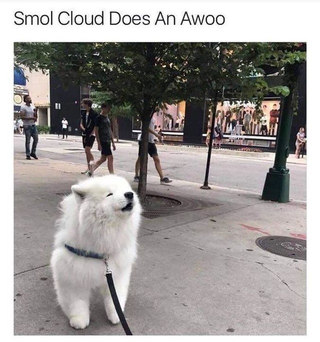 Smol Cloud Does An Awoo
