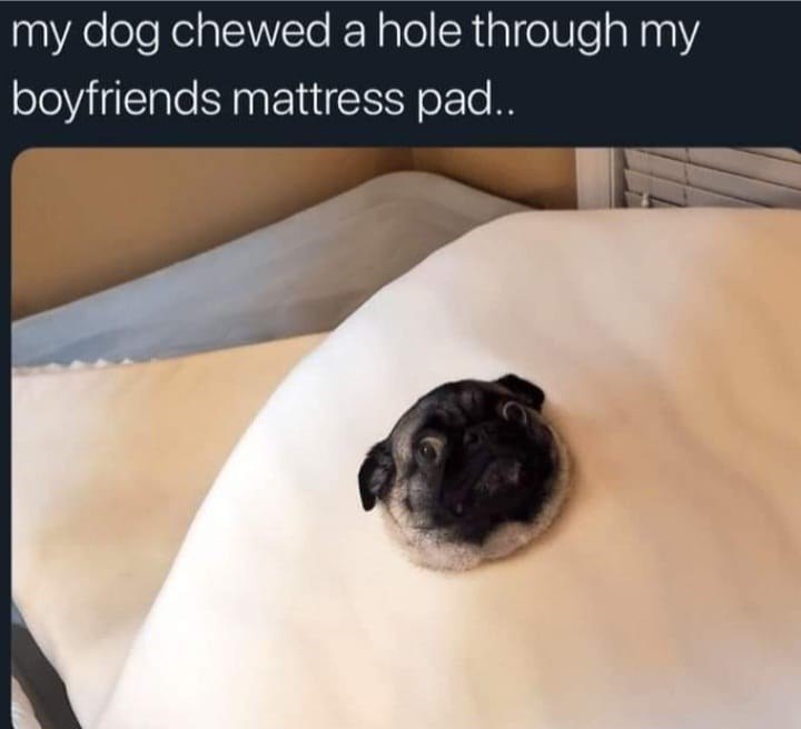 my dog chewed a hole through my boyfriends mattress pad..
