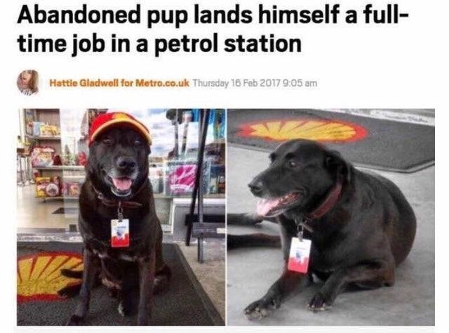 Abandoned pup lands himself a full- time job in a petrol station Hattie Gladwell for Metro.co.uk Thursday 16 Feb 2017 9:05 am