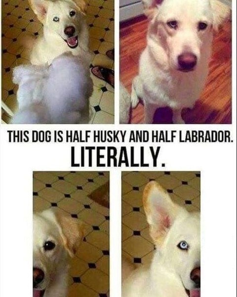 THIS DOG IS HALF HUSKY AND HALF LABRADOR. LITERALLY.