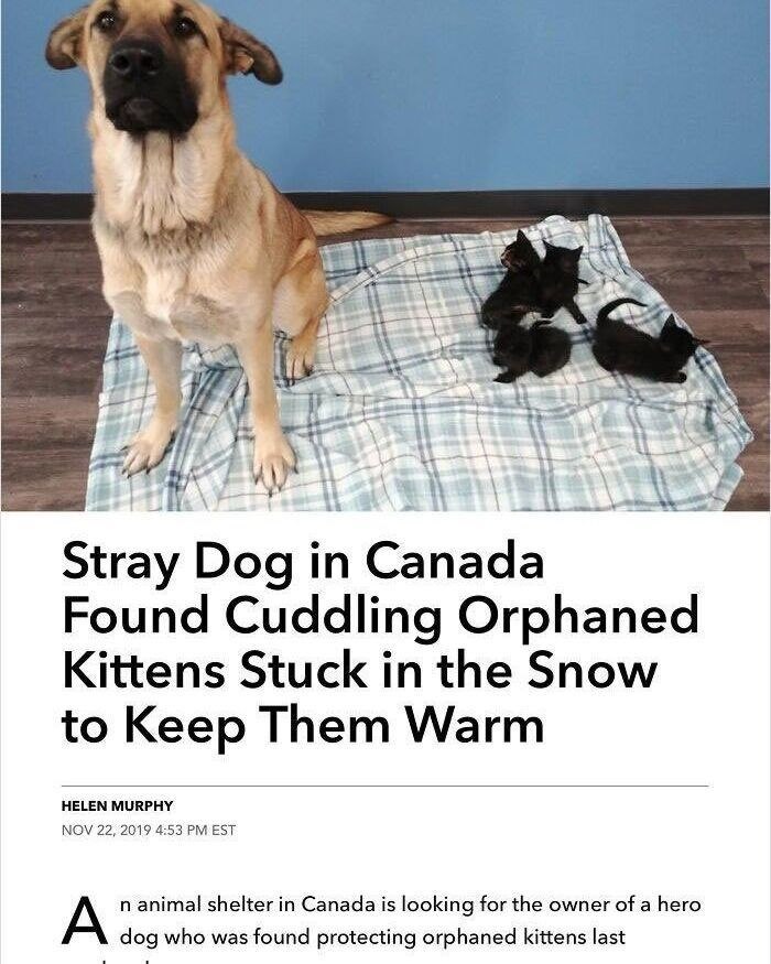 Stray Dog in Canada Found Cuddling Orphaned Kittens Stuck in the Snow to Keep Them Warm HELEN MURPHY NOV 22, 2019 4:53 PM EST A n animal shelter in Canada is looking for the owner of a hero dog who was found protecting orphaned kittens last