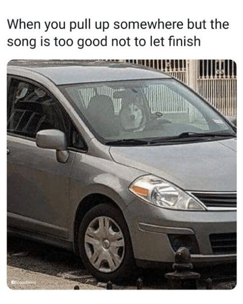 When you pull up somewhere but the song is too good not to let finish DoggoNews