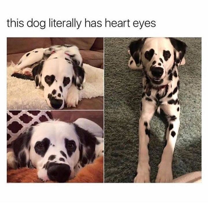 this dog literally has heart eyes