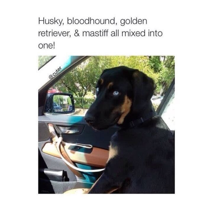 Husky, bloodhound, golden retriever, & mastiff all mixed into one! @cuter