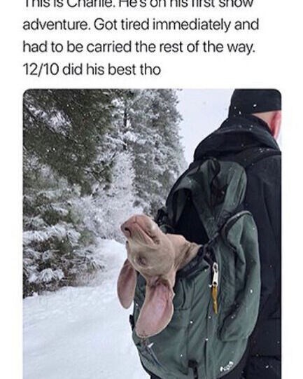 adventure. Got tired immediately and had to be carried the rest of the way. 12/10 did his best tho