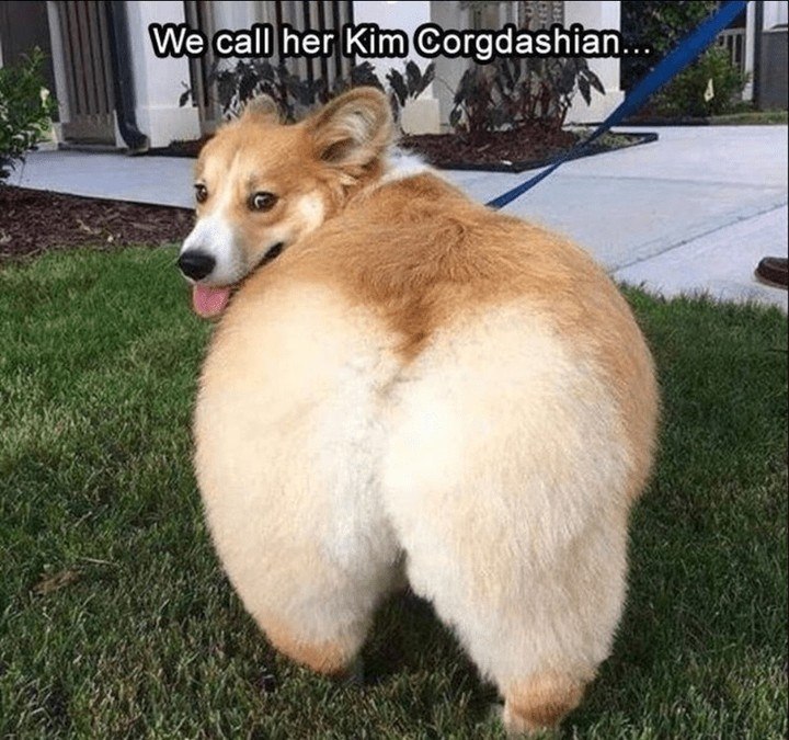 We call her Kim Corgdashian...