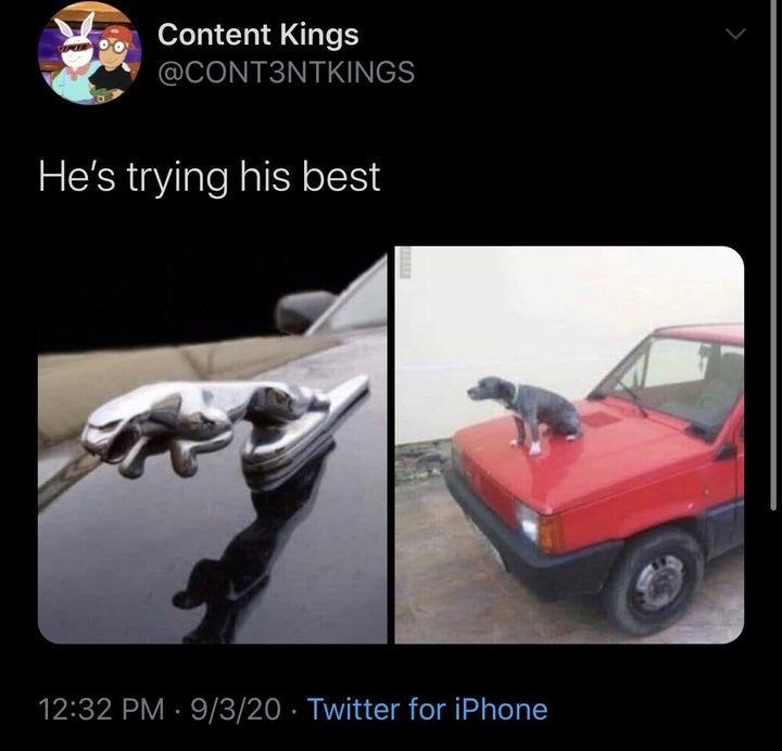 Content Kings @CONT3NTKINGS He's trying his best 12:32 PM 9/3/20 Twitter for iPhone •