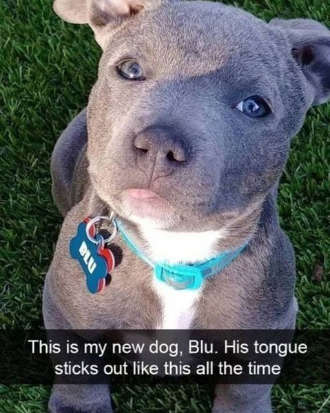 BLU This is my new dog, Blu. His tongue sticks out like this all the time