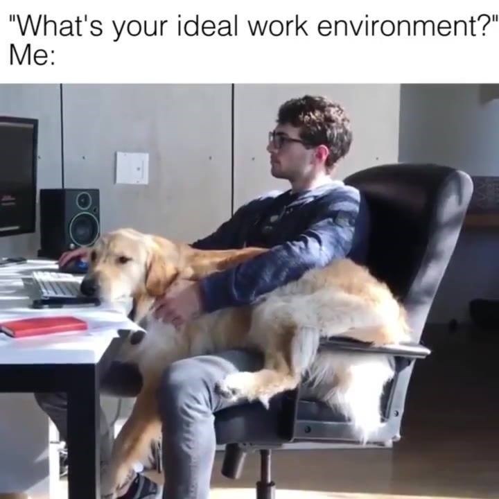"What's your ideal work environment?" Me: