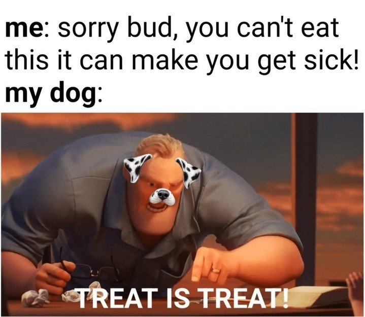 me: sorry bud, you can't eat this it can make you get sick! my dog: TREAT IS TREAT!