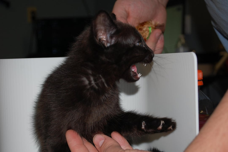 Cheezburger Image 10669157632