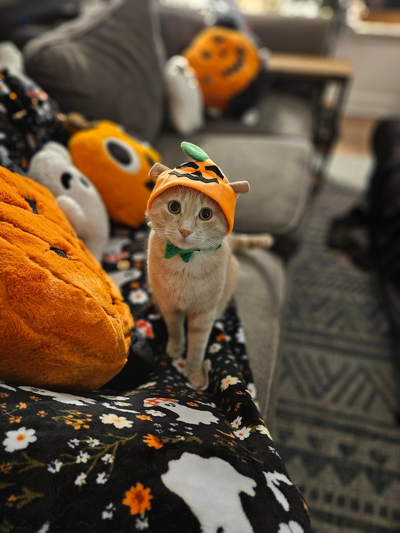 Cheezburger Image 10669162752