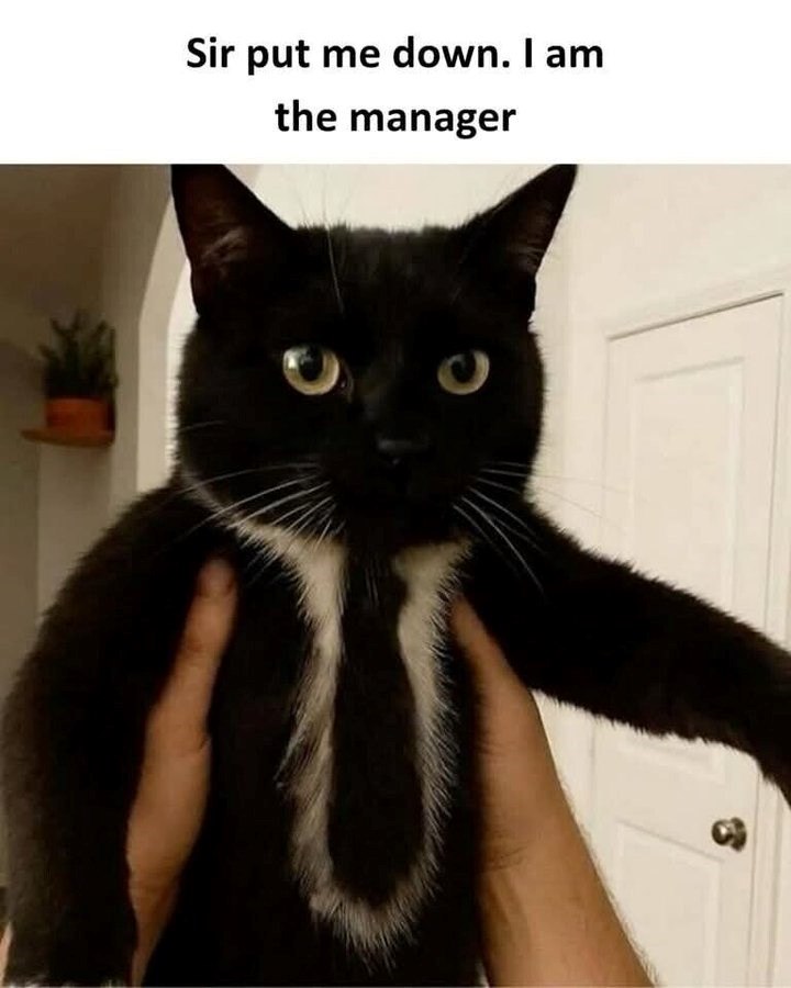 Sir put me down. I am the manager