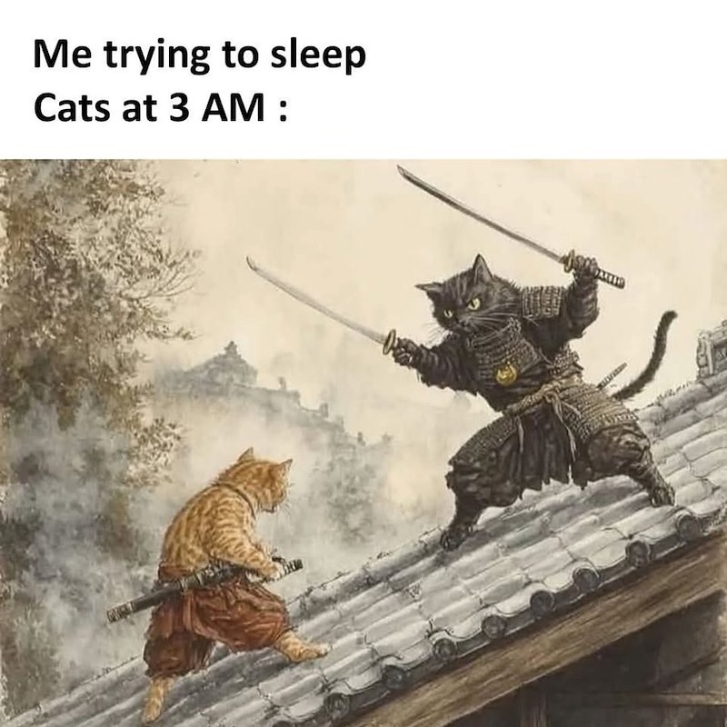 Me trying to sleep Cats at 3 AM :