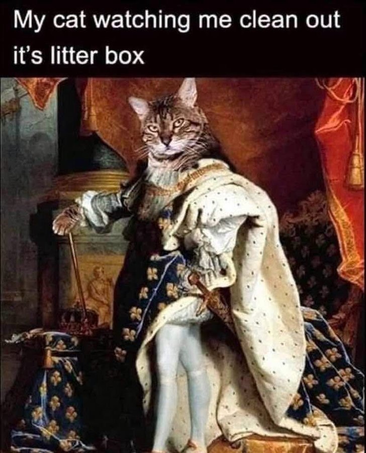 My cat watching me clean out it's litter box