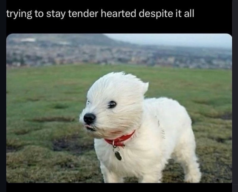 trying to stay tender hearted despite it all