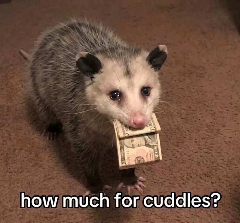 how much for cuddles?