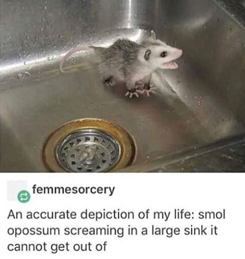 femmesorcery An accurate depiction of my life: smol opossum screaming in a large sink it cannot get out of