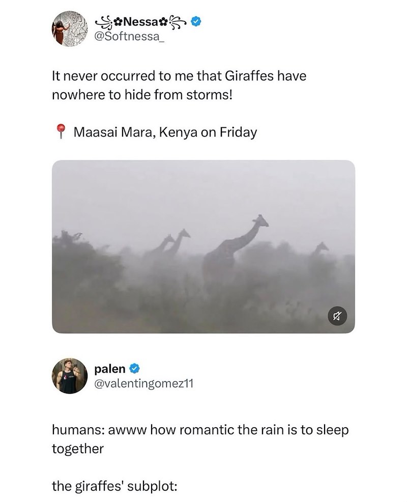 Nessa @Softnessa_ It never occurred to me that Giraffes have nowhere to hide from storms! Maasai Mara, Kenya on Friday palen @valentingomez11 humans: awww how romantic the rain is to sleep together the giraffes' subplot: