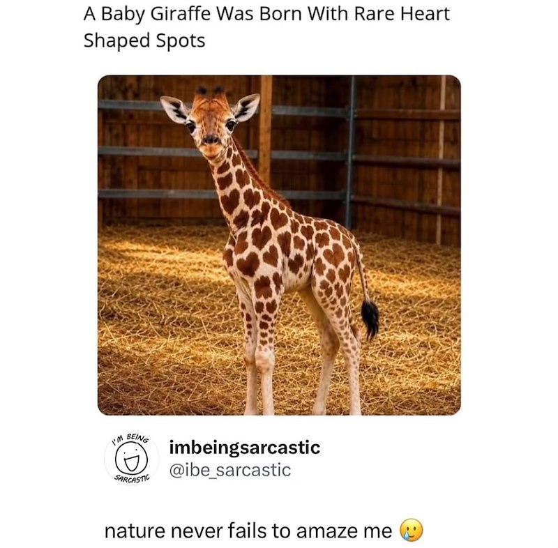 A Baby Giraffe Was Born With Rare Heart Shaped Spots I'M BEING SARCASTIC imbeingsarcastic @ibe_sarcastic nature never fails to amaze me