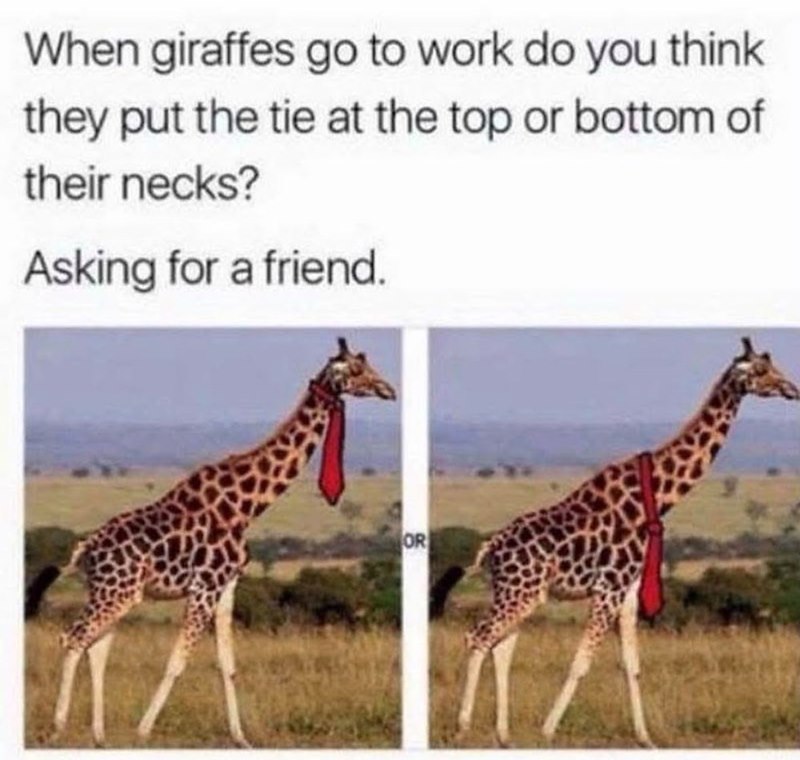 When giraffes go to work do you think they put the tie at the top or bottom of their necks? Asking for a friend. OR
