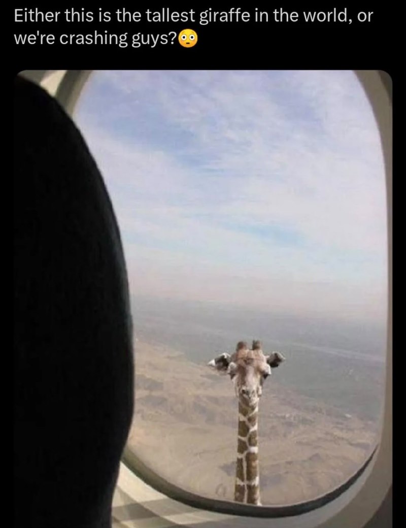 Either this is the tallest giraffe in the world, or we're crashing guys?@