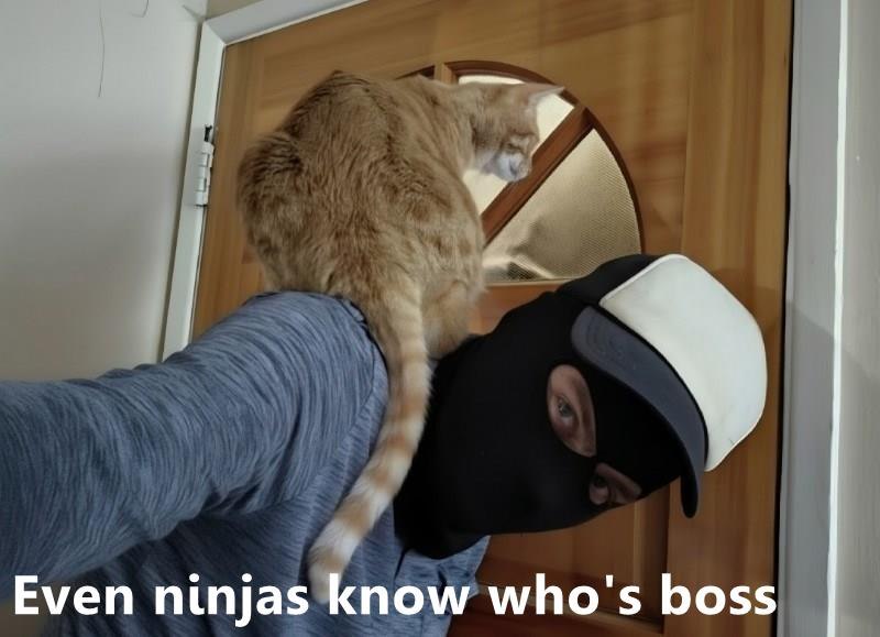 Even ninjas know who's boss